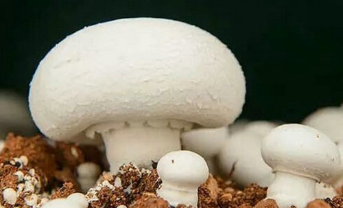 双孢菇怎么做好吃 双孢菇的做法大全